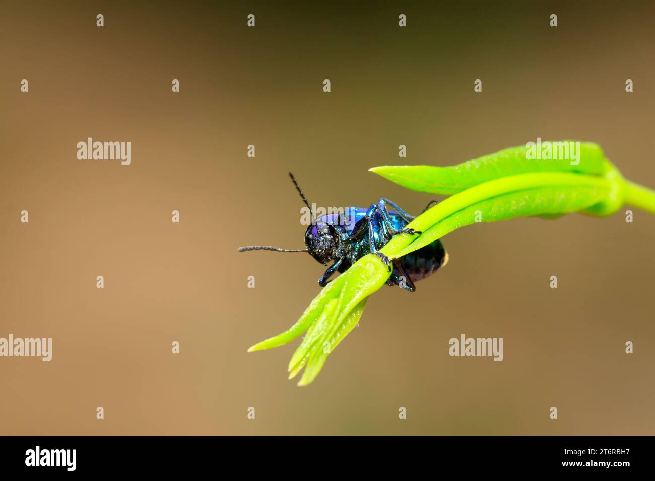 Chrysochus chinensis hi-res stock photography and images - Alamy