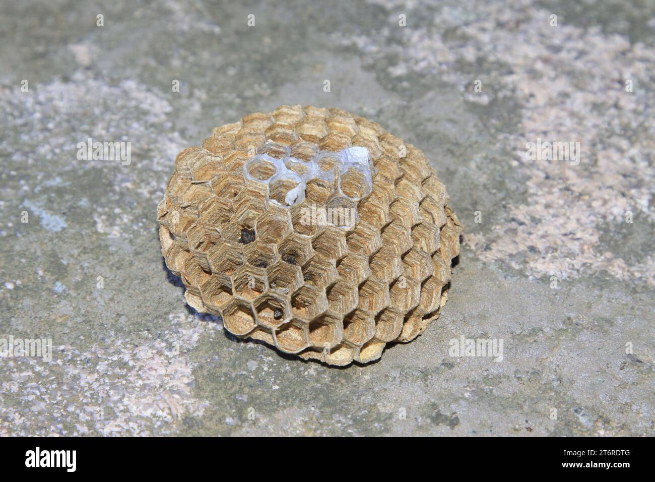 Grassland Animal Honeycomb 7pc