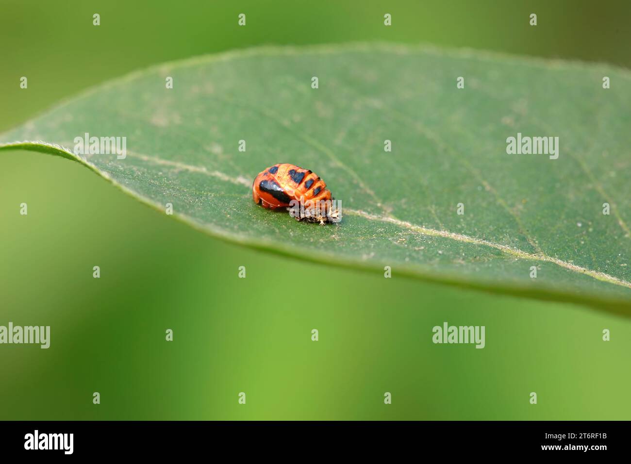Pupa worms hi-res stock photography and images - Alamy
