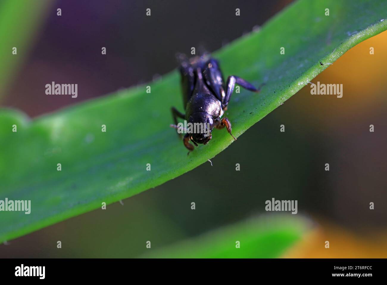 pygmy sand cricket in the wild Stock Photo - Alamy