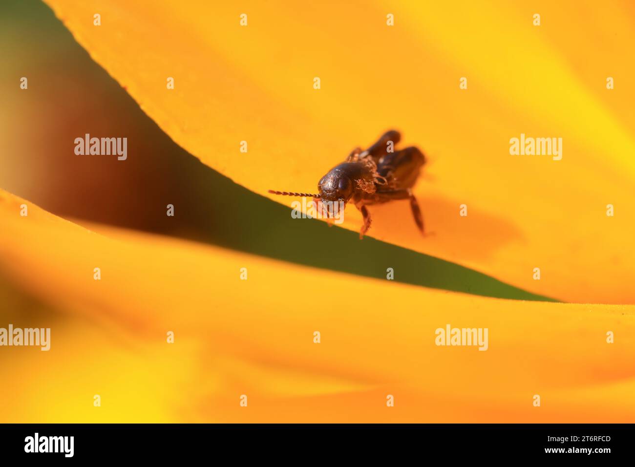 pygmy sand cricket in the wild Stock Photo - Alamy