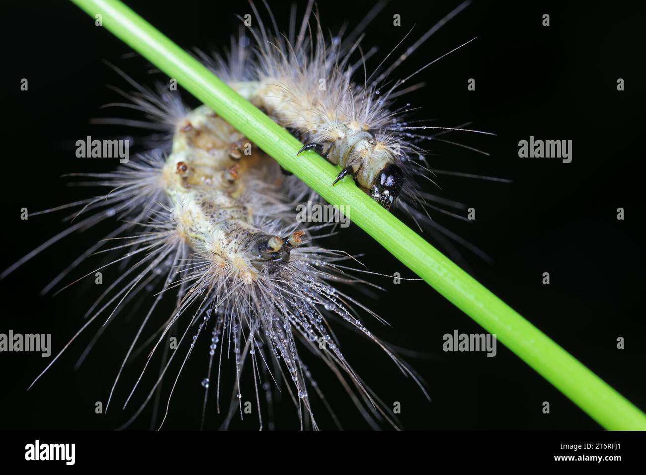 Curious caterpillars hi-res stock photography and images - Alamy