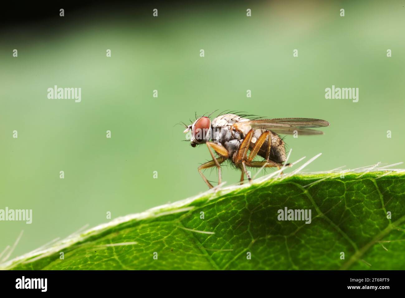 Nature Environment Insects Fly insects in the natural environment Stock Photo - Alamy