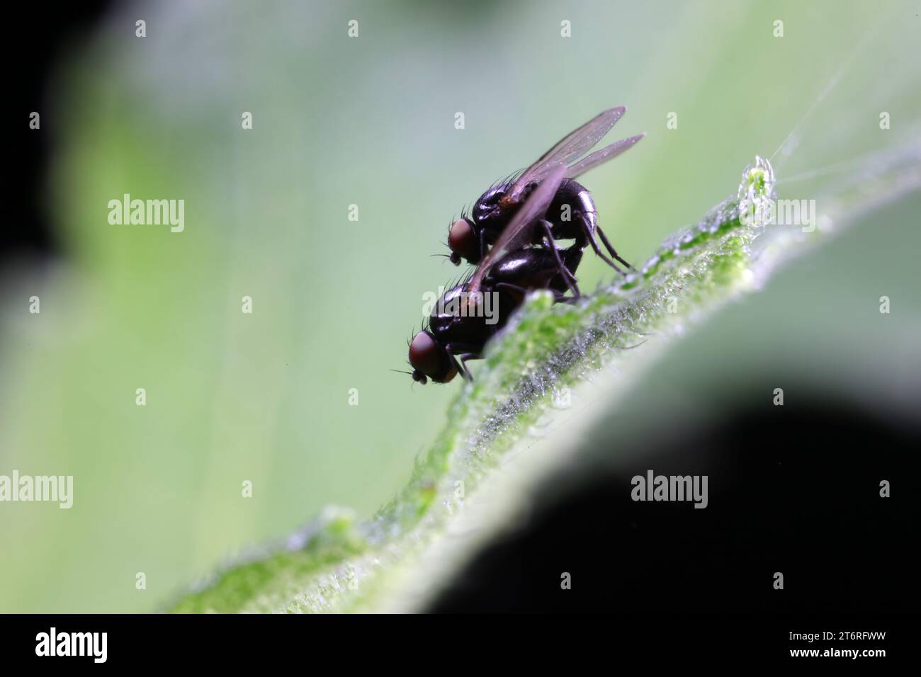 Fly Insect Mating Fly insect mating hi-res stock photography and images - Alamy