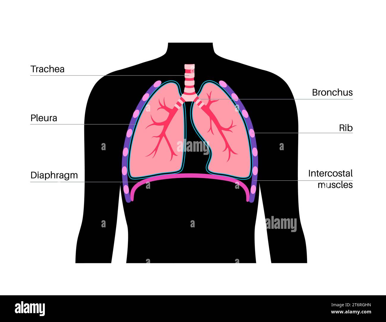 Upper respiratory system organs illustration stock