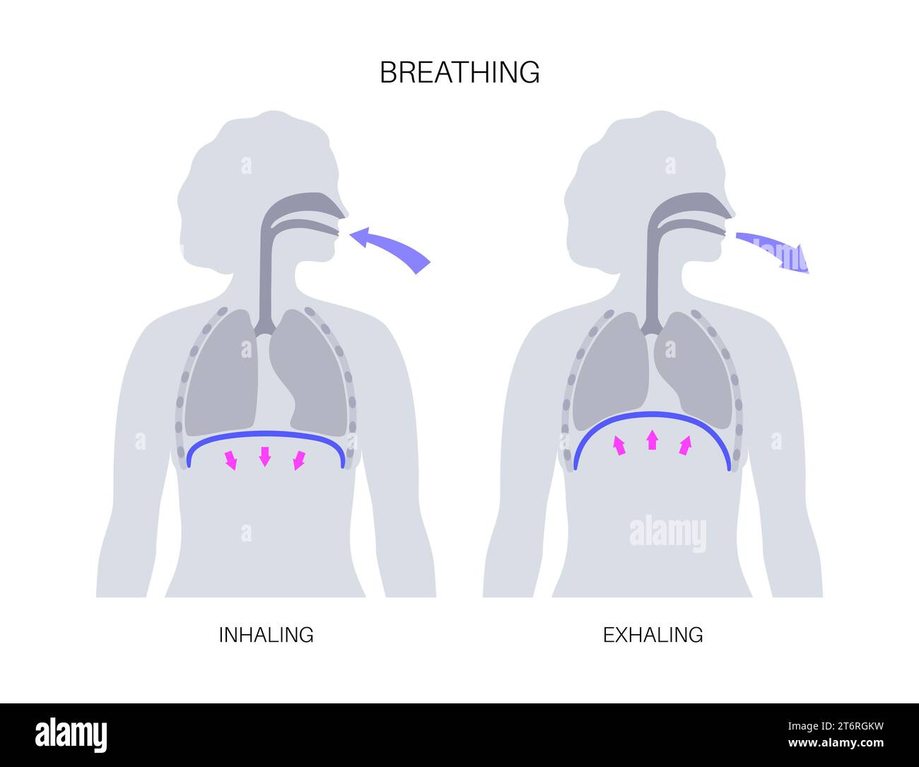Breathing process, illustration Stock Photo Alamy
