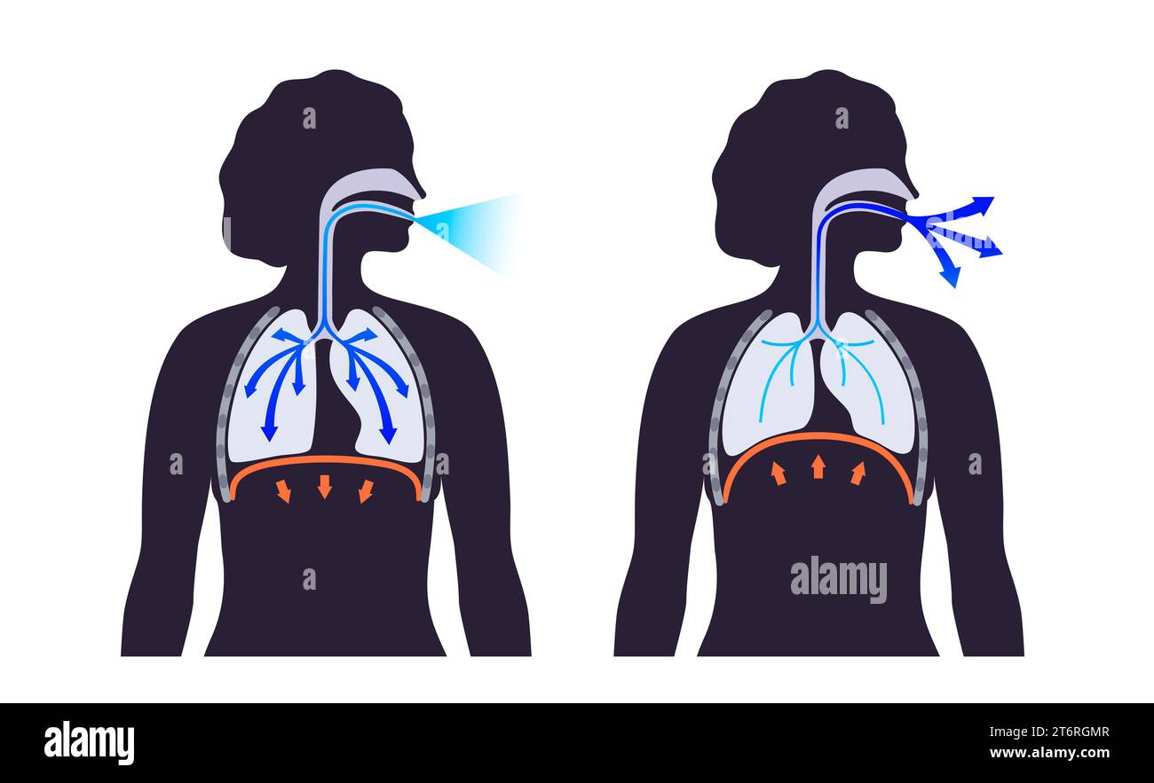 Breathing Process, Illustration Stock Photo - Alamy