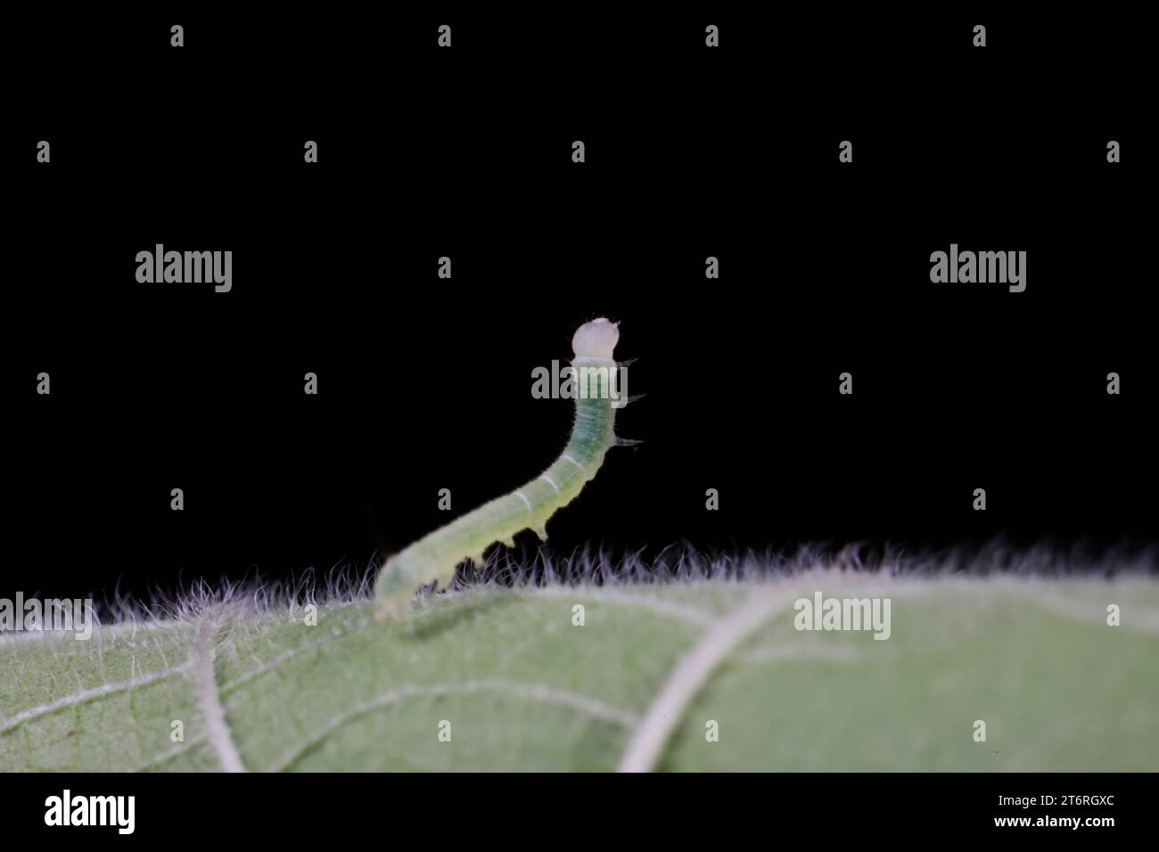 Hawk moth larvae on green leaf Stock Photo - Alamy