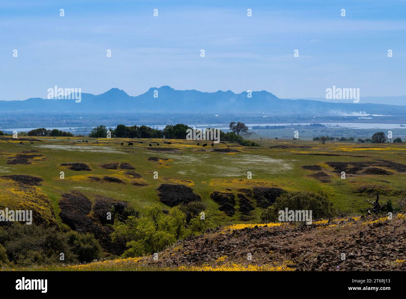 Landscape at North Table Mountain Ecological Preserve, Oroville, California, USA , on a spring day, featuring white and yellow wildlfowers, cattle gra Stock Photo