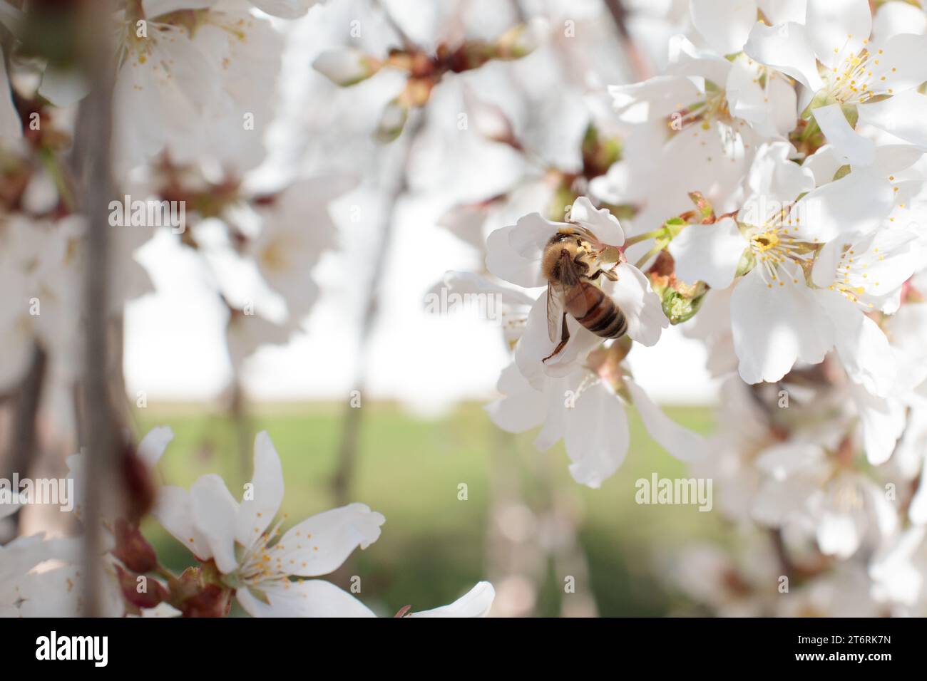 A honey bee with full pollen pockets collecting pollen from a weeping cherry tree. Stock Photo