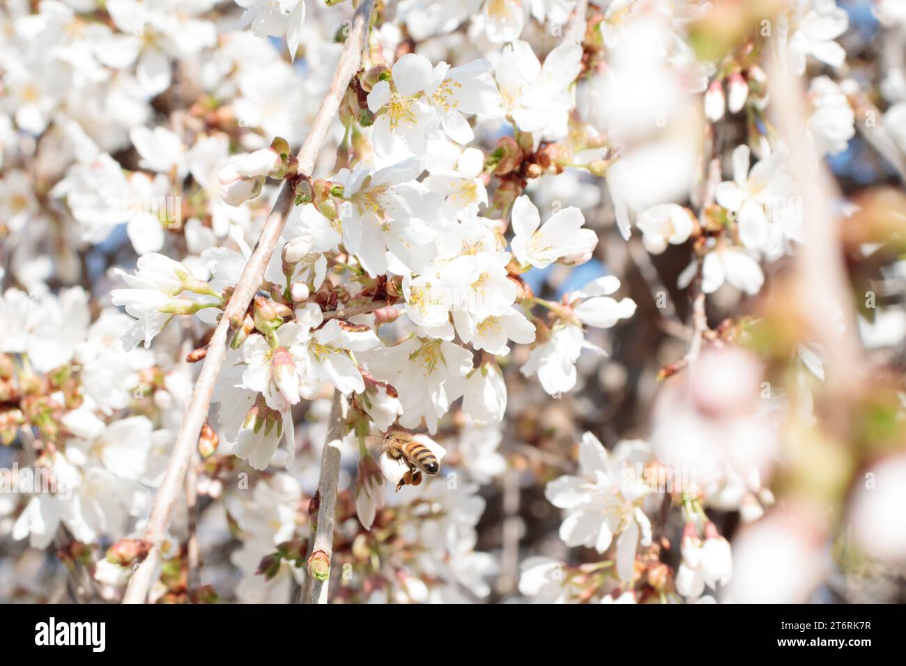 A honey bee in flight with full pollen pockets collecting pollen from a weeping cherry tree. Stock Photo
