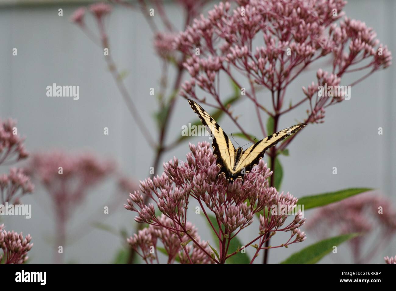 An yellow and black eastern tiger swallowtail butterfly on pink Joe Pye Weed. Stock Photo