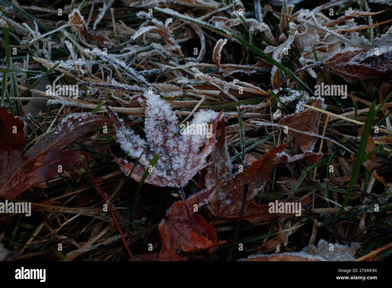 Ice crystals from a morning frost on a Japanese maple leaf which is lying on the grass near other leaves. Stock Photo
