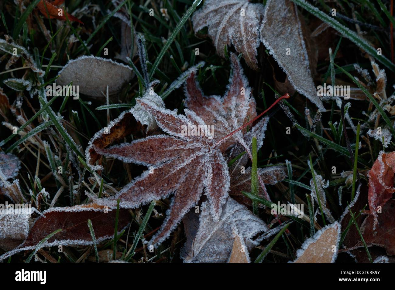 Ice crystals from a morning frost on a Japanese maple leaf which is lying on the grass near other leaves. Stock Photo