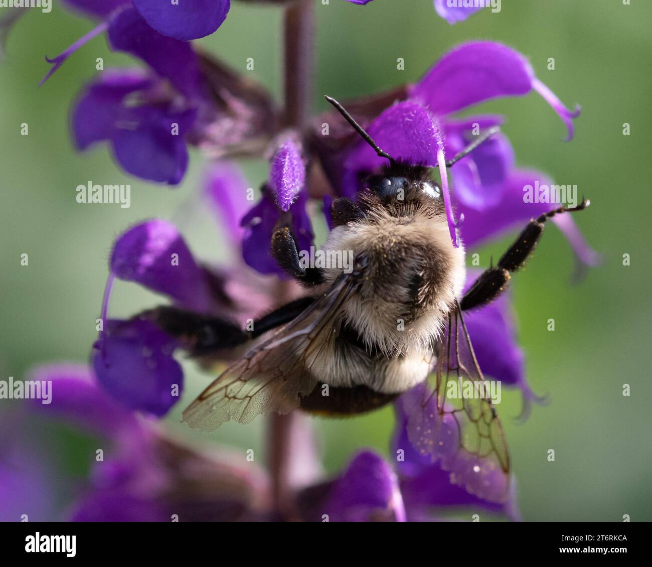 A carpenter bee on purple catmint against a green background Stock Photo