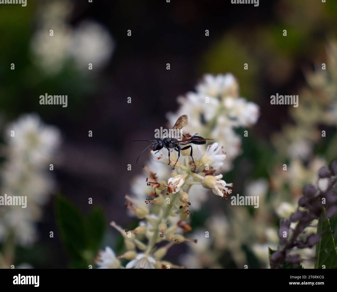 A close up photo of a great black wasp on sweet peppercorn blossoms. Stock Photo