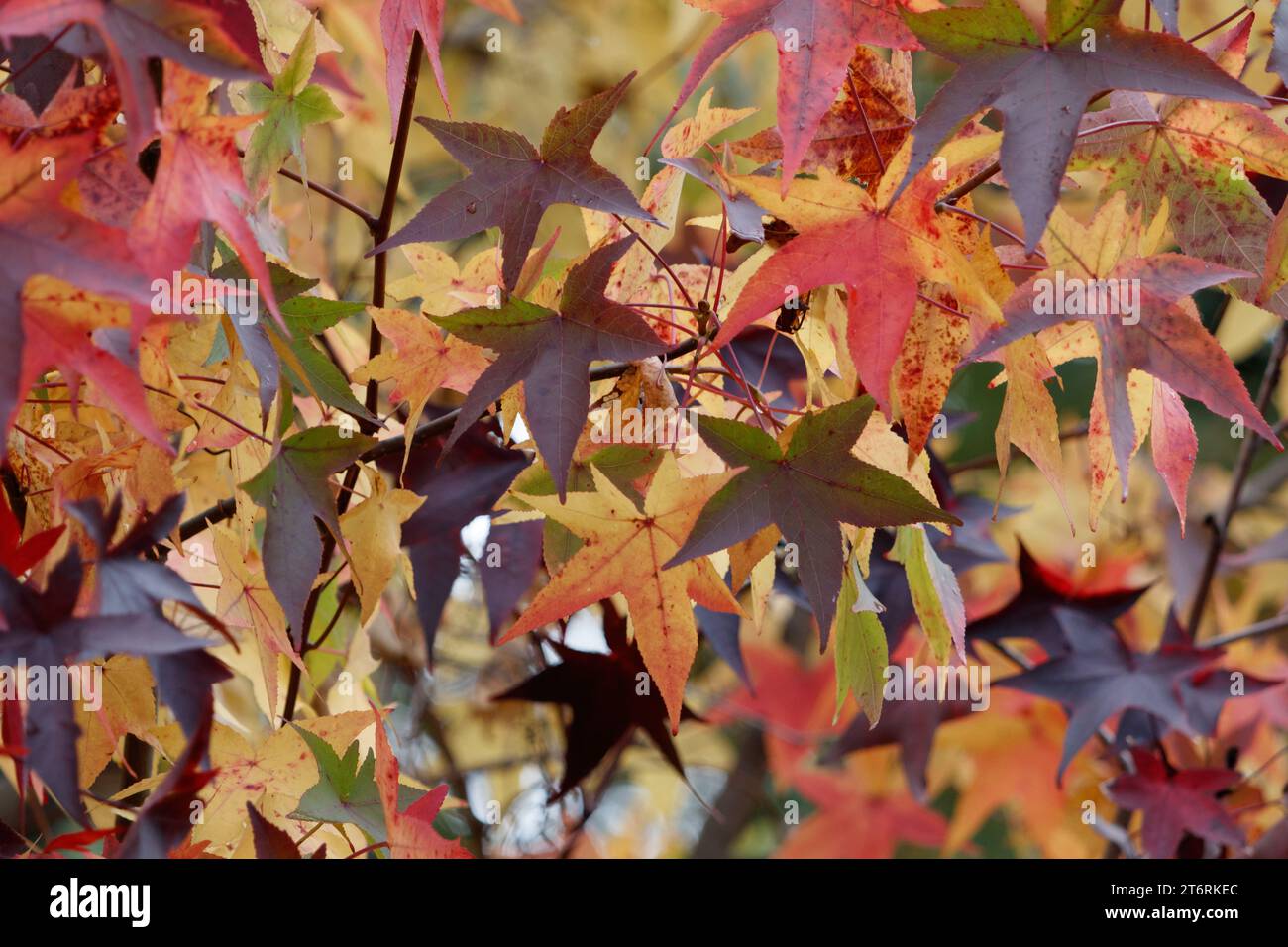 Close up of sweet gum leaves on a tree turning color in the fall. Stock Photo