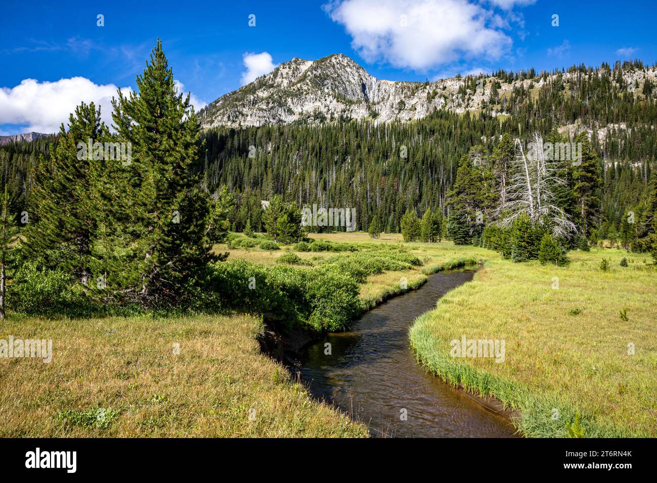 OR02700-00...OREGON - Meadows along the East Fork Wallowa Trail in the, part of the Eagle Cap Wilderness area. Stock Photo