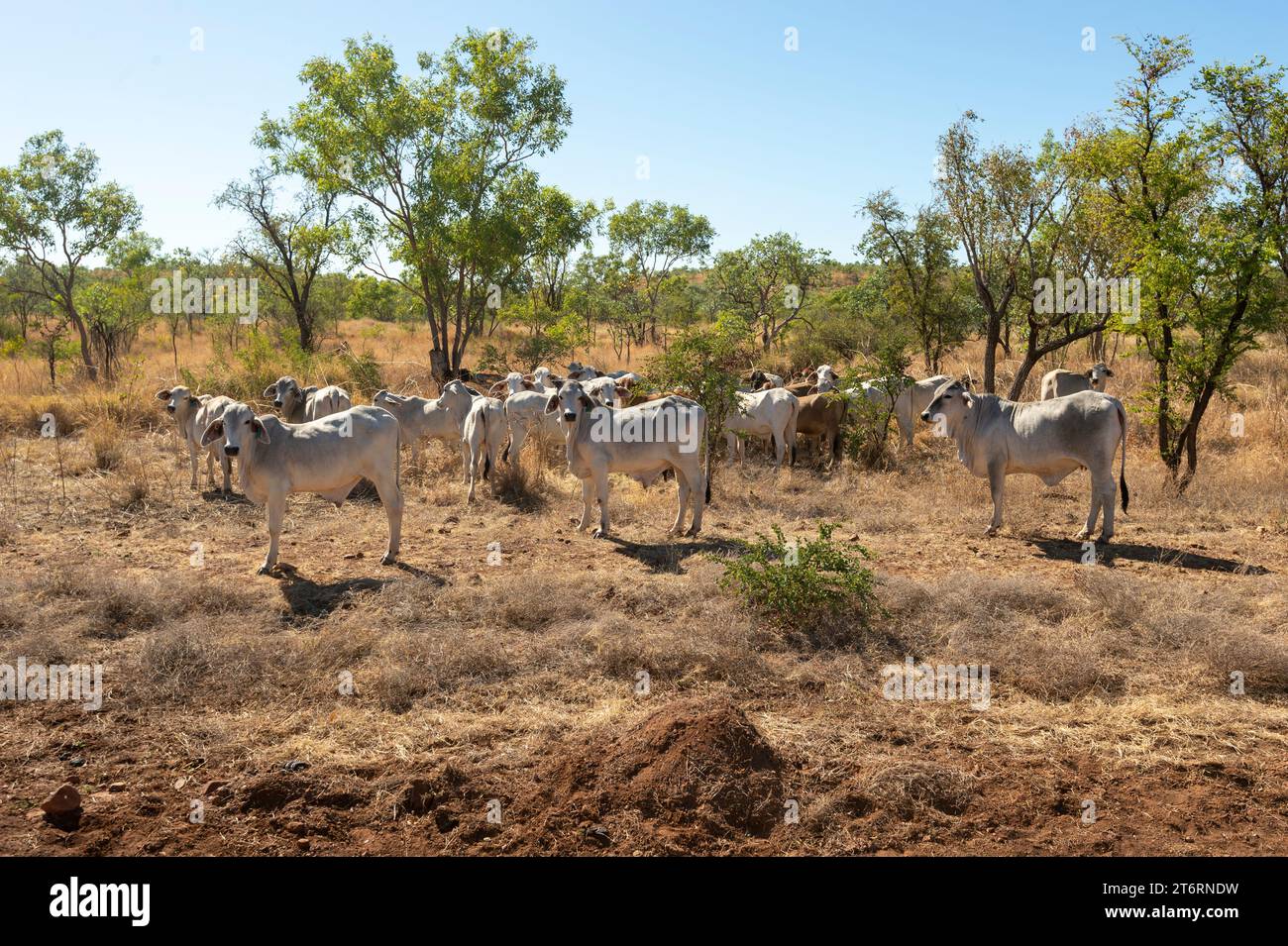 Cattle standing along the Duncan Road, a remote backroad in the Kimberley Region, Western Australia, Australia Stock Photo