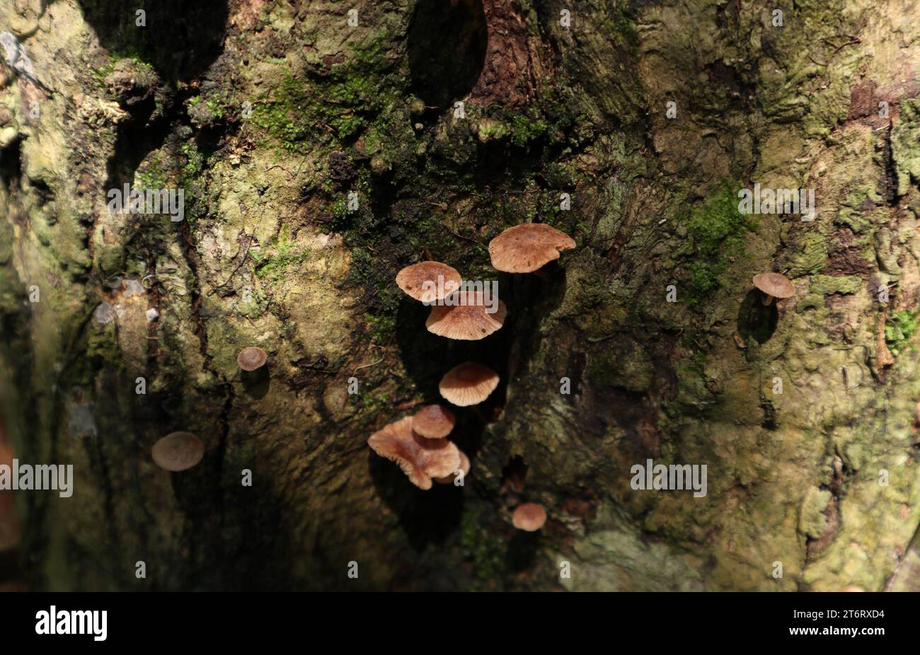 High angle view of the small brown cap mushrooms growing on the stem surface of a Teak tree (Tectona Grandis) Stock Photo