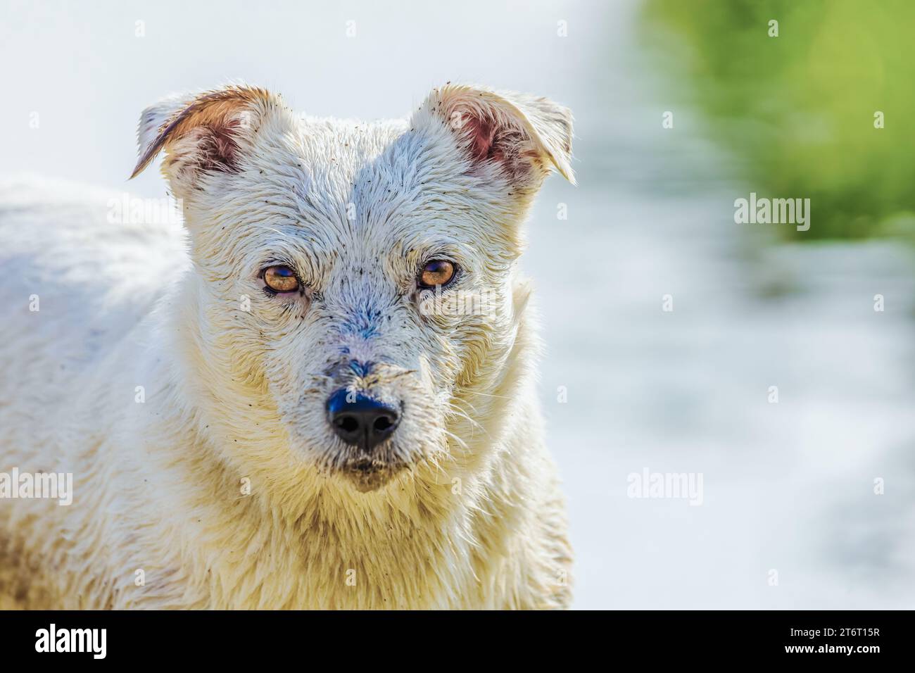 dog breed jack russell terrier