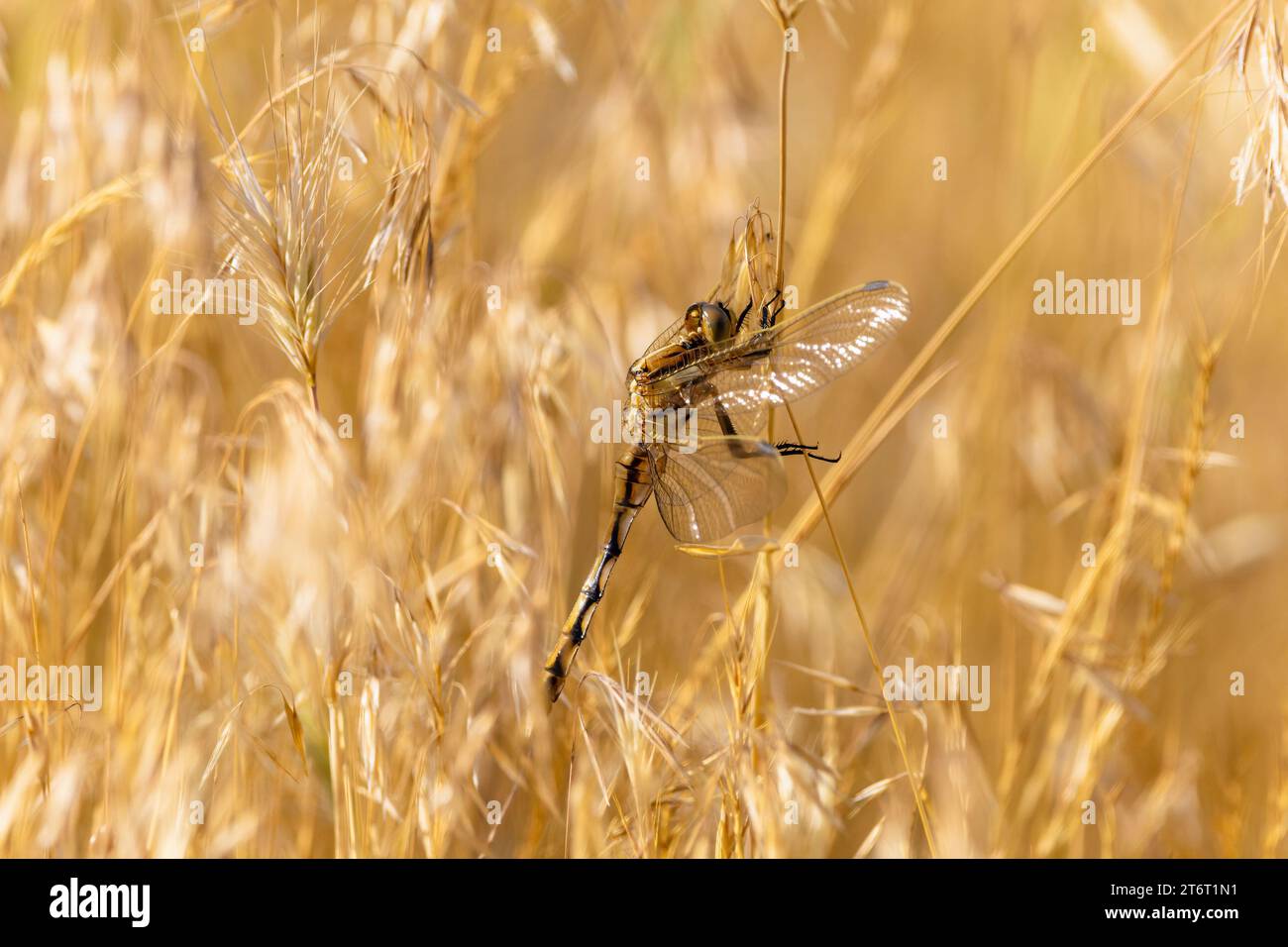 Beautiful background with a dragonfly on a plant Stock Photo - Alamy