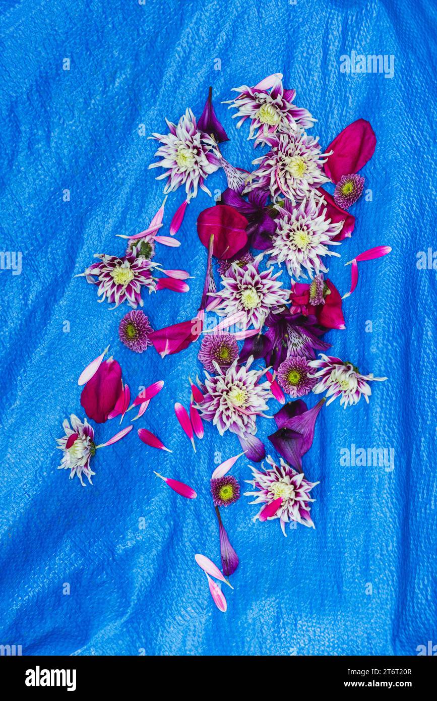 Pink and purple flowers and petals strewn on a bright blue plastic background. Stock Photo