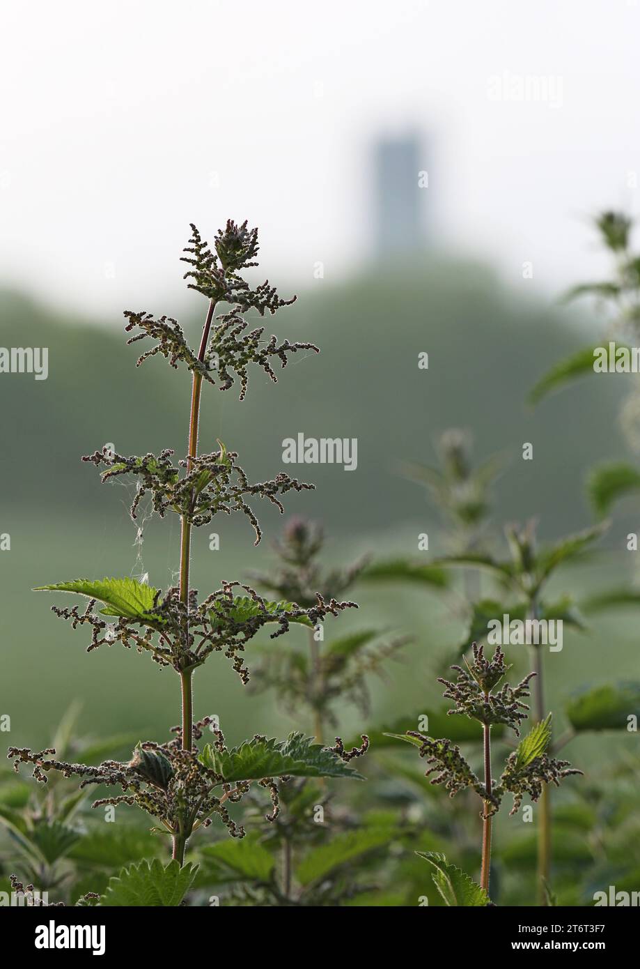 nettle plant with out of focus church on a hill in the background Stock Photo