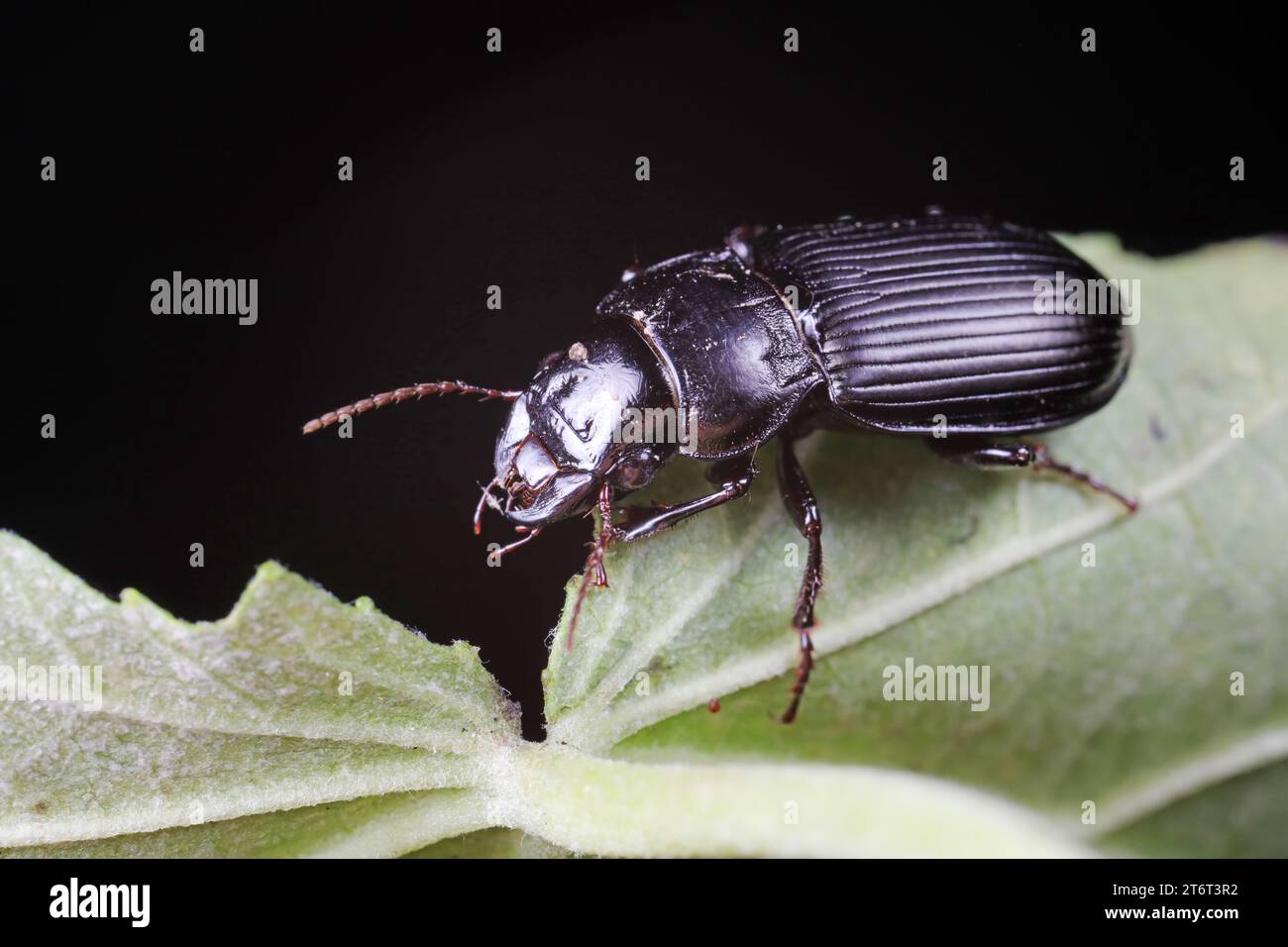 Insect Incoleoptera Coleoptera Carabidae Insects in Nature Stock Photo - Alamy