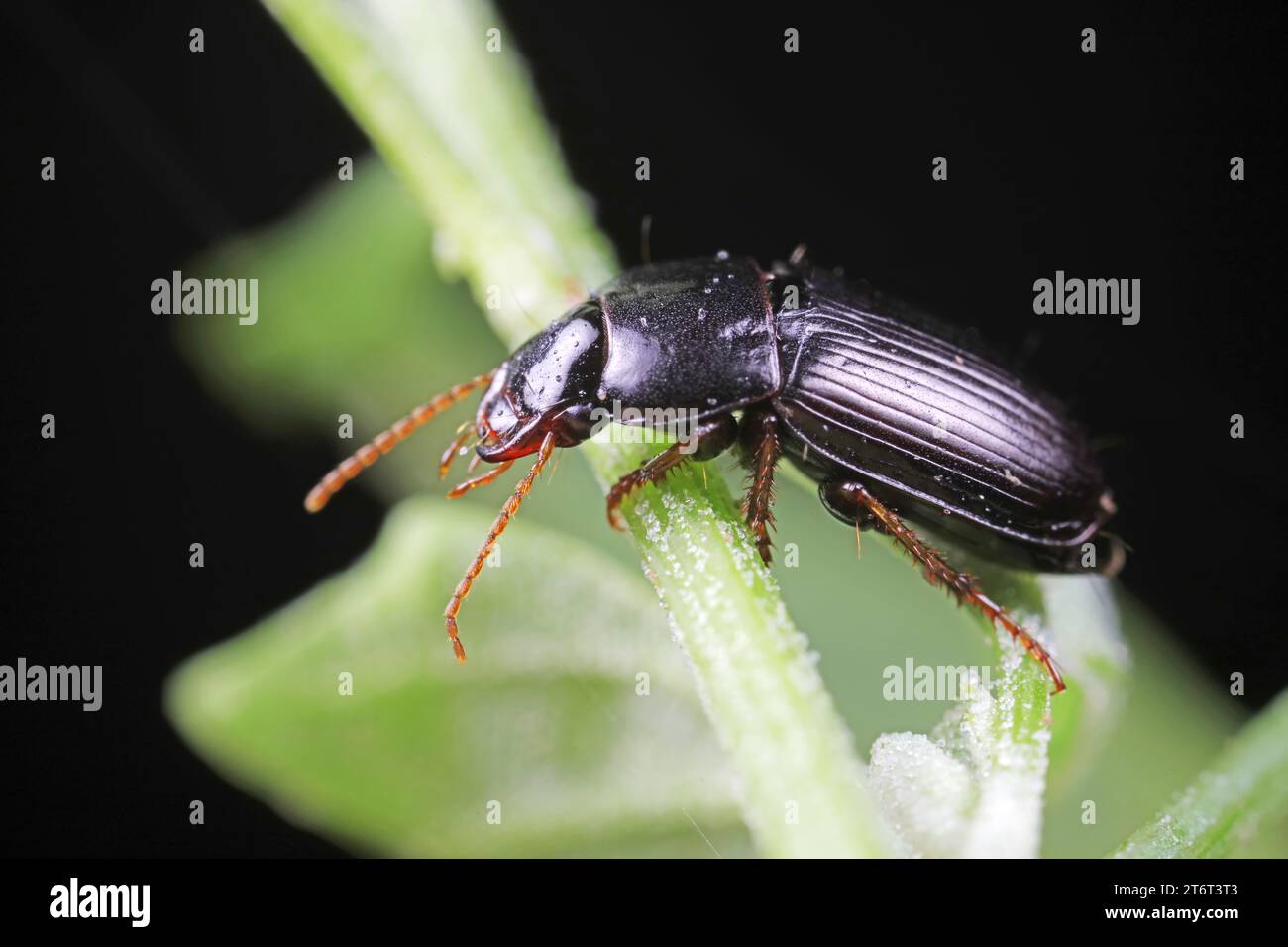 Insect Incoleoptera Coleoptera Carabidae Insects in Nature Stock Photo - Alamy