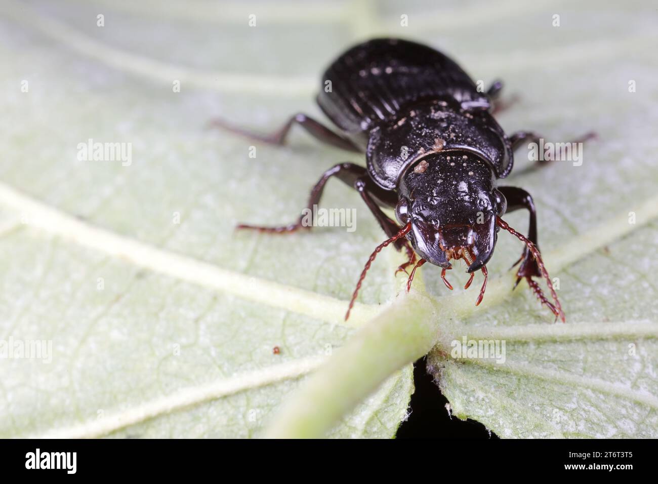 Insect Incoleoptera Coleoptera Carabidae Insects in Nature Stock Photo - Alamy