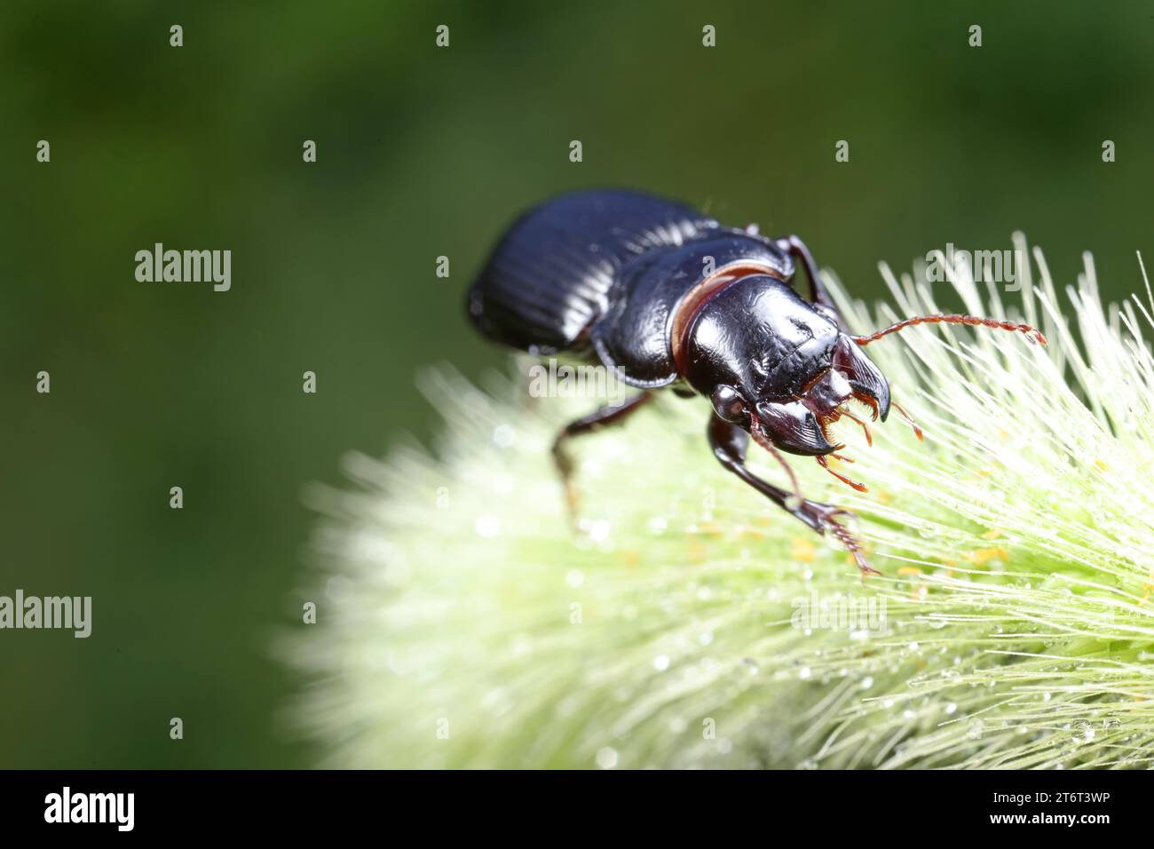 Insect Incoleoptera Coleoptera Carabidae Insects in Nature Stock Photo - Alamy