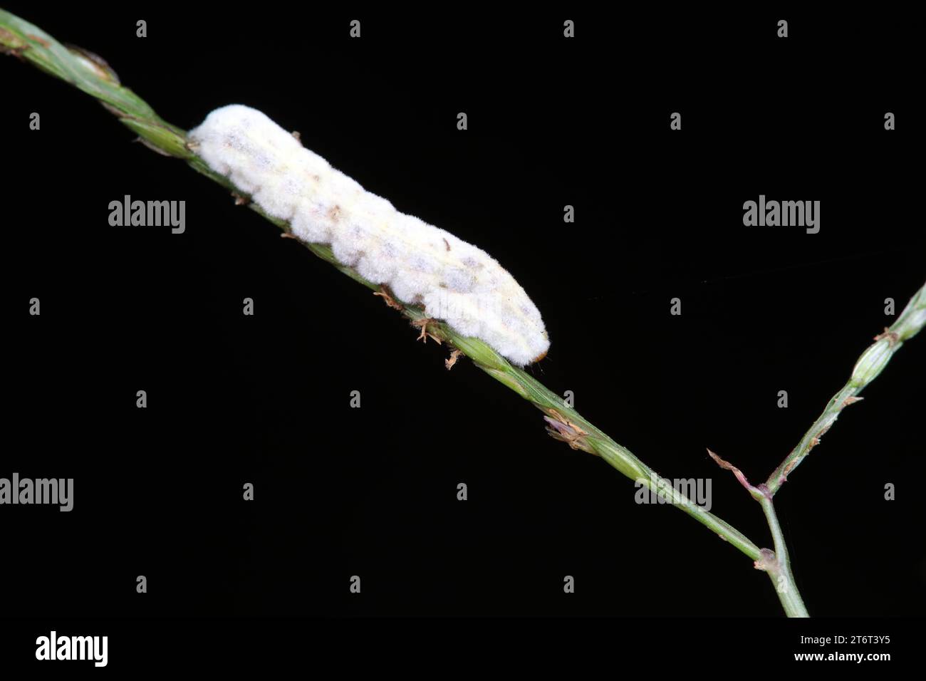 white silkworm in the wild Stock Photo
