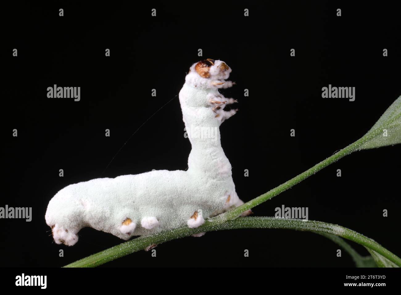 white silkworm in the wild Stock Photo