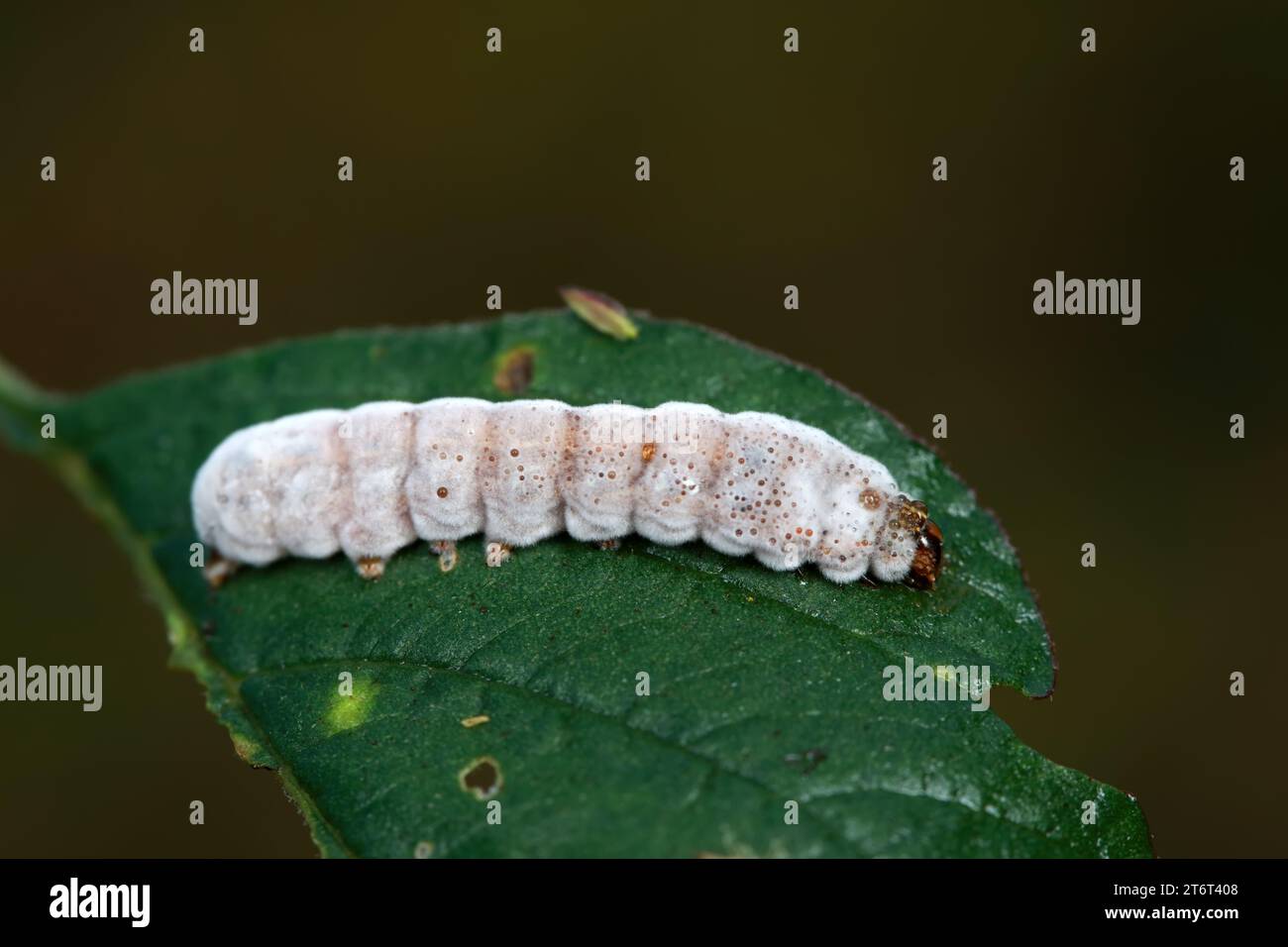 white silkworm in the wild Stock Photo