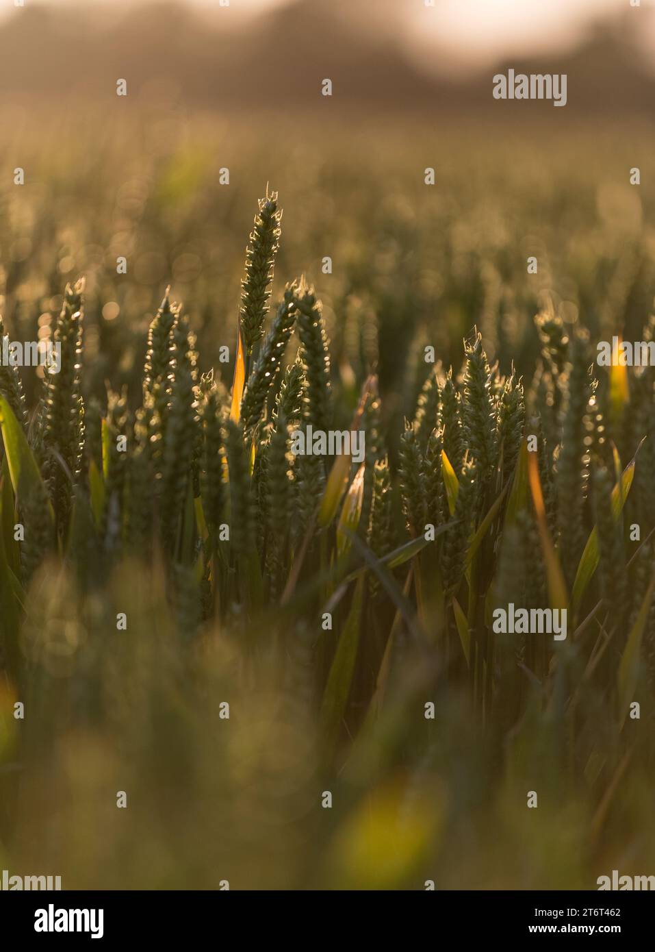 Wheat backlit in golden hour light in field Stock Photo