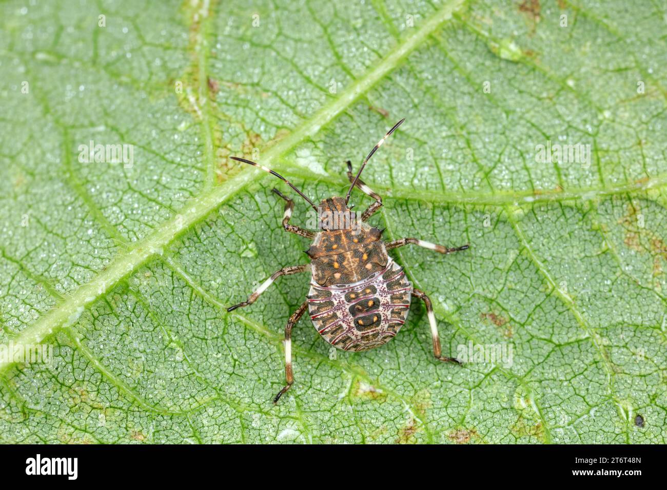 Sadicobug Insect stink bug insects in natural state Stock Photo - Alamy