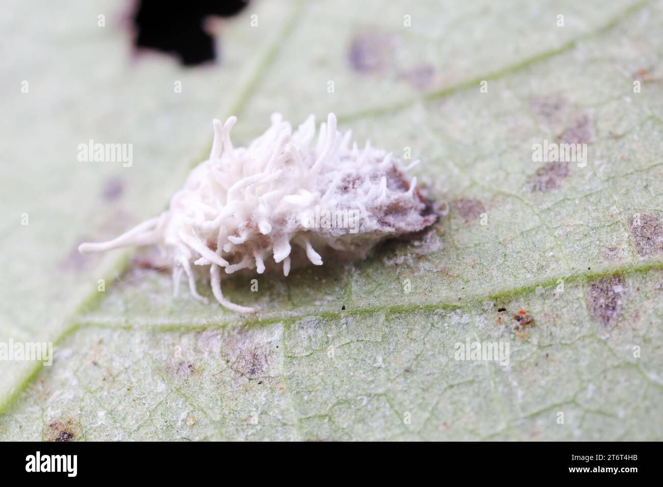 Insects parasitized by fungi Stock Photo