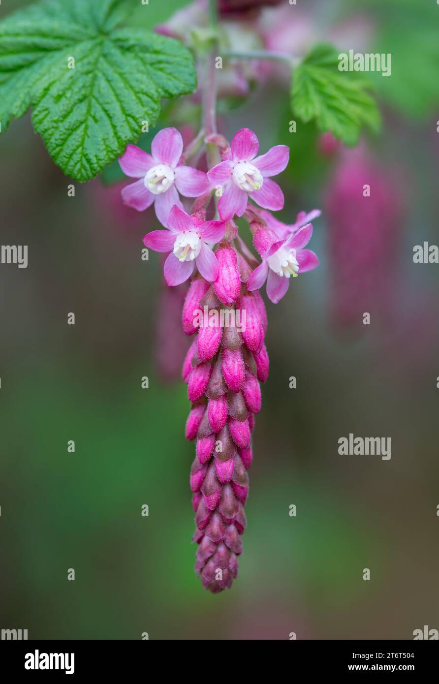 Flowering Current [ Ribes ] flower close up Stock Photo