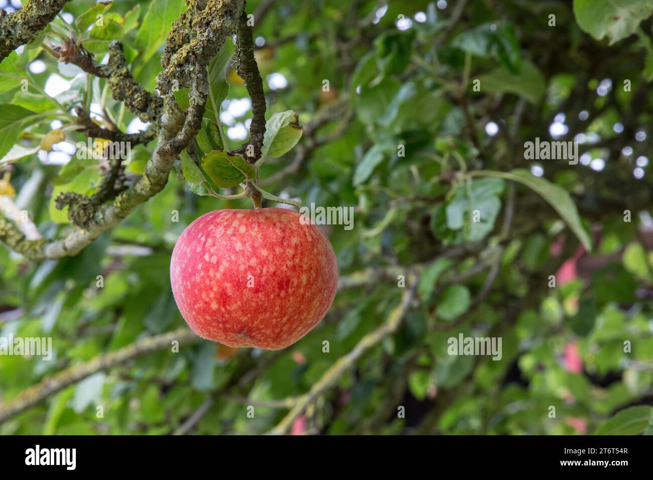 ripe red apple still hanging in the tree Stock Photo