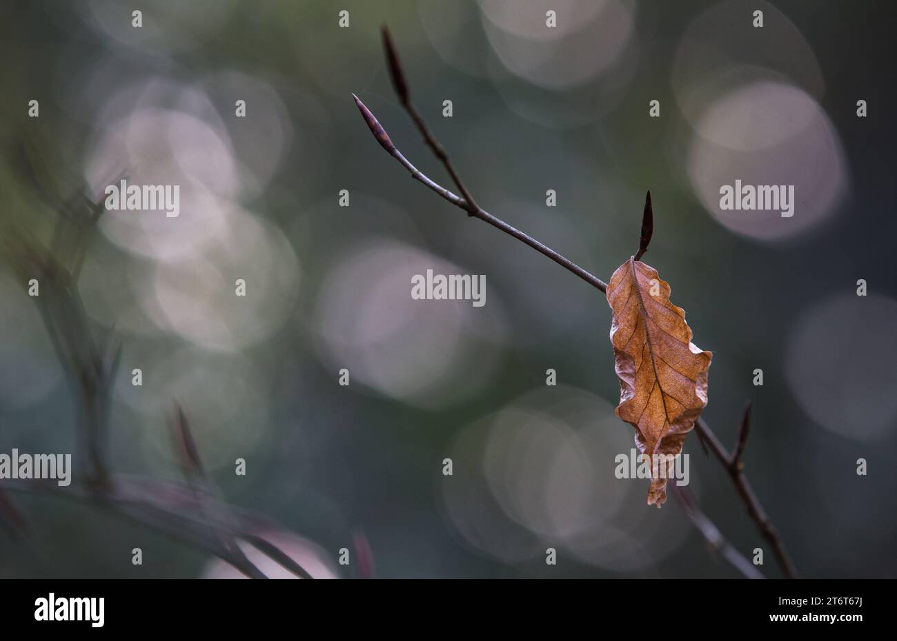 Single beech leaf hanging onto shrub with out of focus Bokeh highlights in background Stock Photo