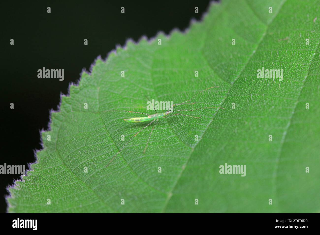 Thinbug Insect Thin bugs on wild plants, North China Stock Photo - Alamy