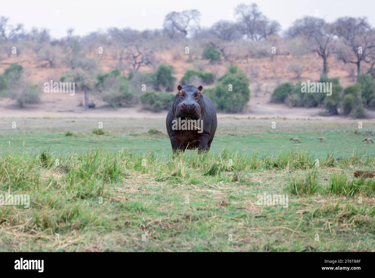 Hippo out the water to eat grass with inquisitive cattle egret, Botswana Stock Photo