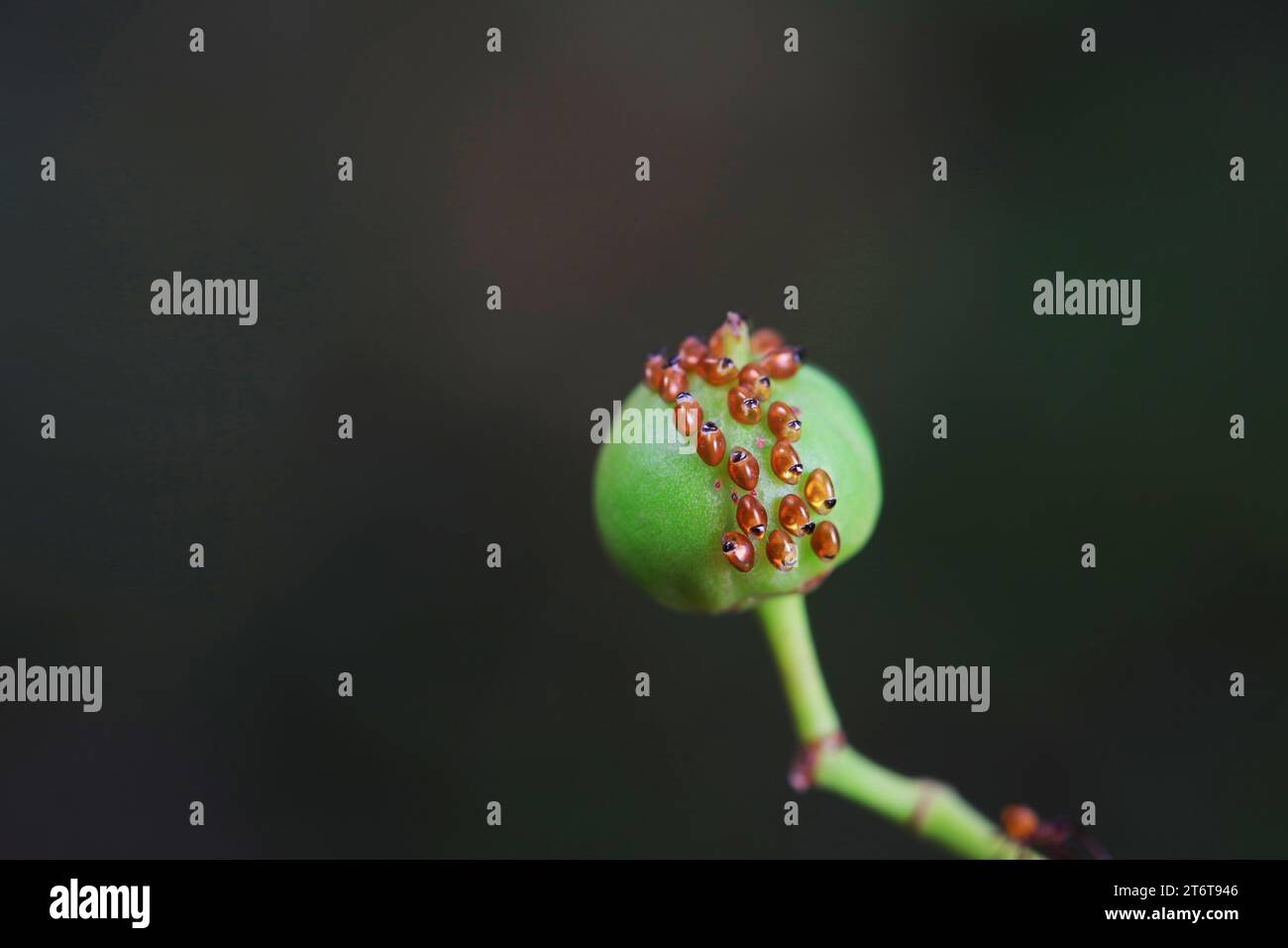 The eggs of the bug are on wild plants, North China Stock Photo