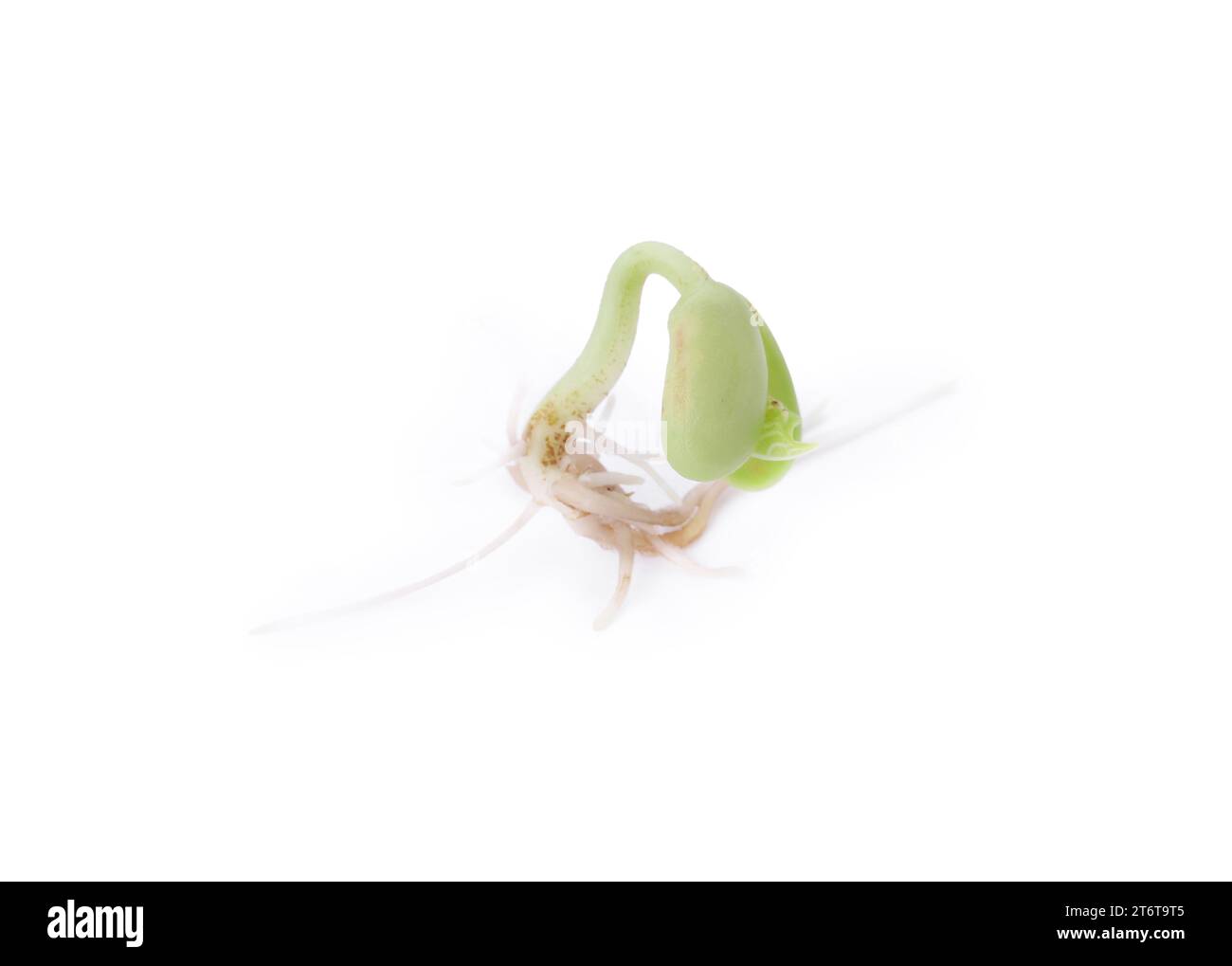 One sprouted kidney bean isolated on white Stock Photo Alamy