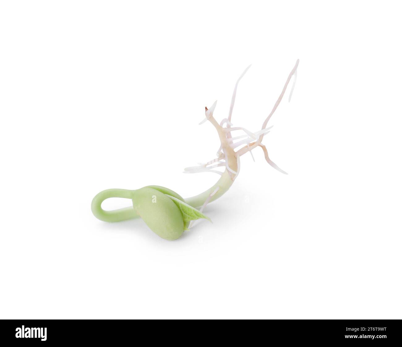 One sprouted kidney bean isolated on white Stock Photo Alamy