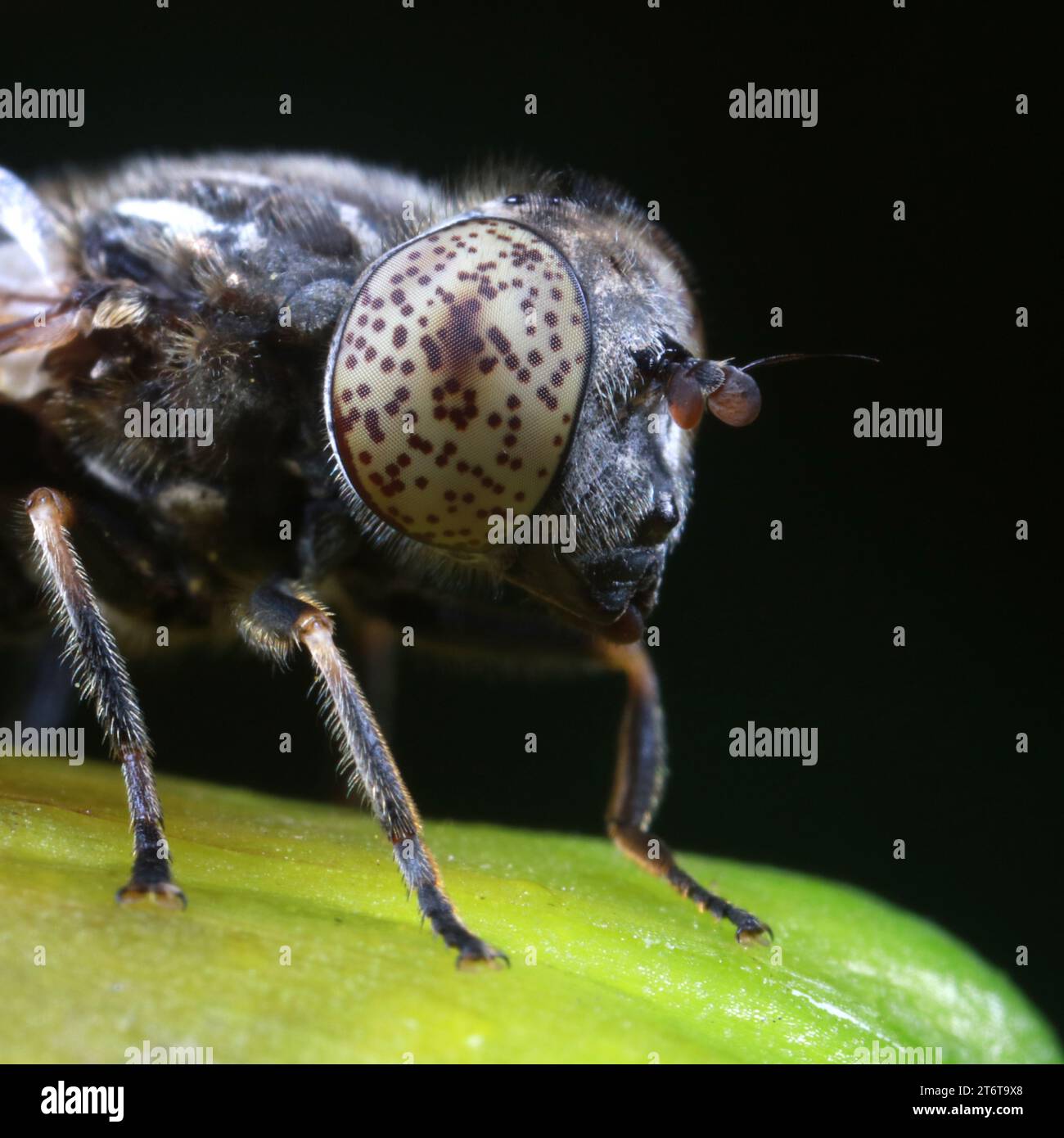 Cell X Insect Characteristics animal cell hi-res stock photography and images - Alamy