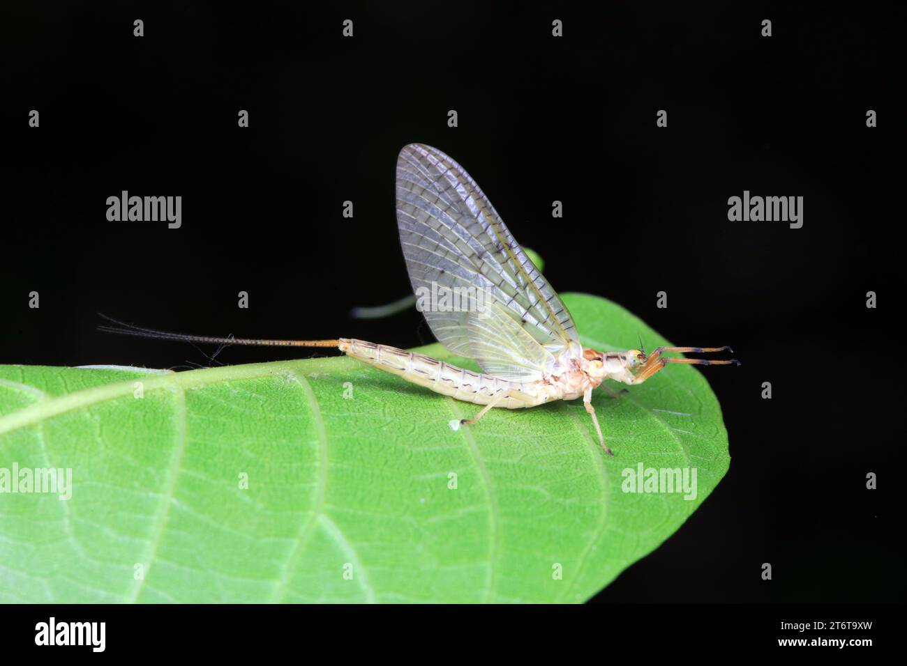 Beautiful mayflies hi-res stock photography and images - Alamy