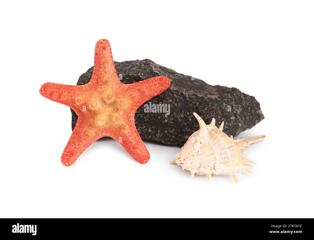 Star Stone Shell Star stone Cut Out Stock Images & Pictures - Alamy