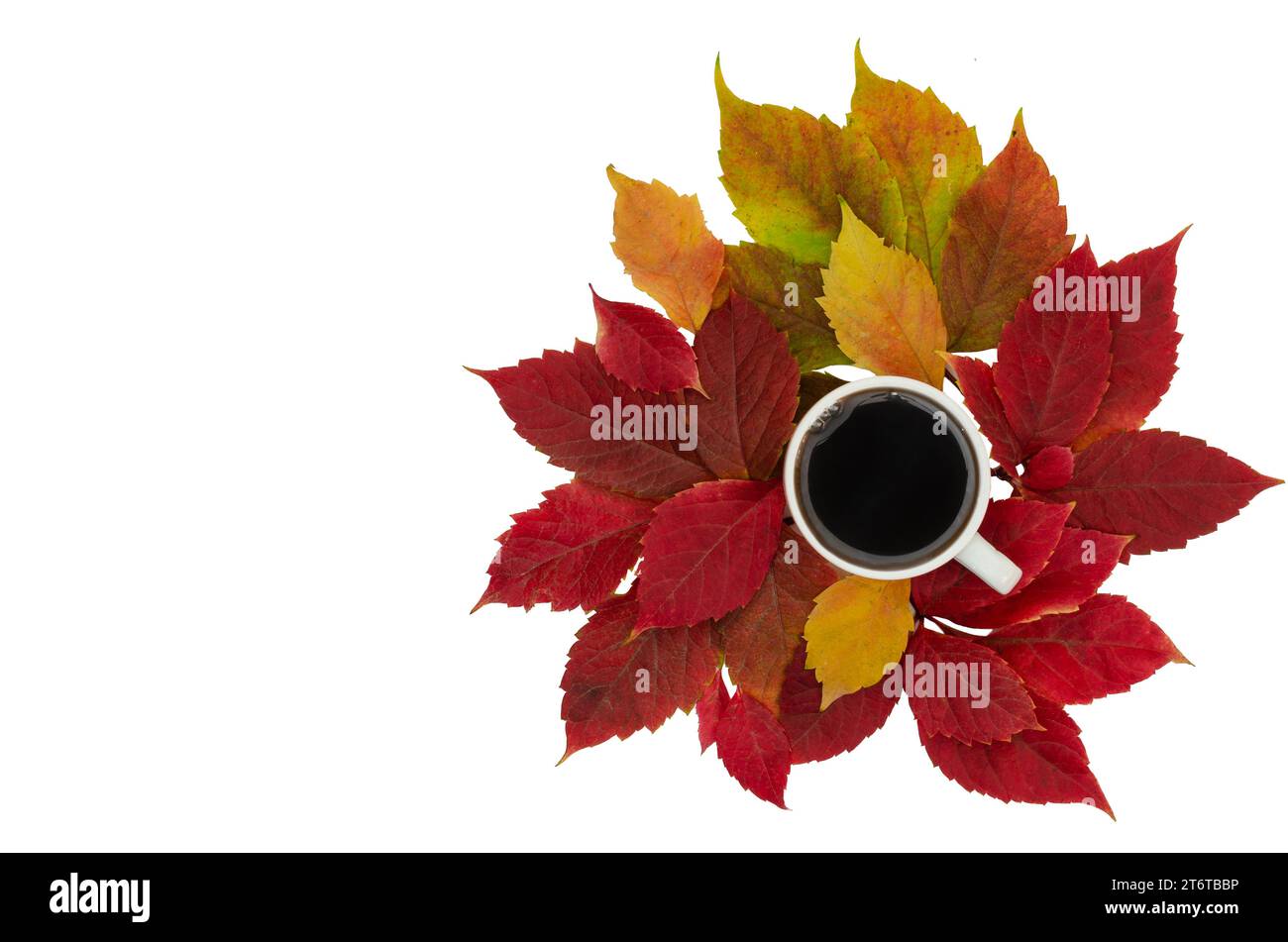 The cup stands on a white background, leaves are scattered around it. Leaves of different colors: yellow, orange, red. They look dry and crispy. The c Stock Photo